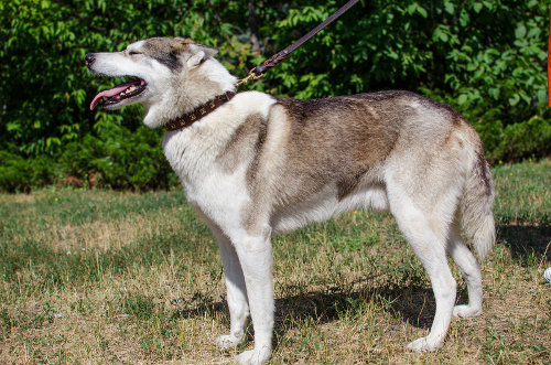 大型犬　首輪 革